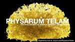 [ALIFE 2021] Physarum Telam
